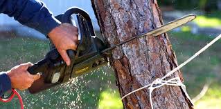 Professional Tree Removal and Landscaping Services in Harbor Hills, OH